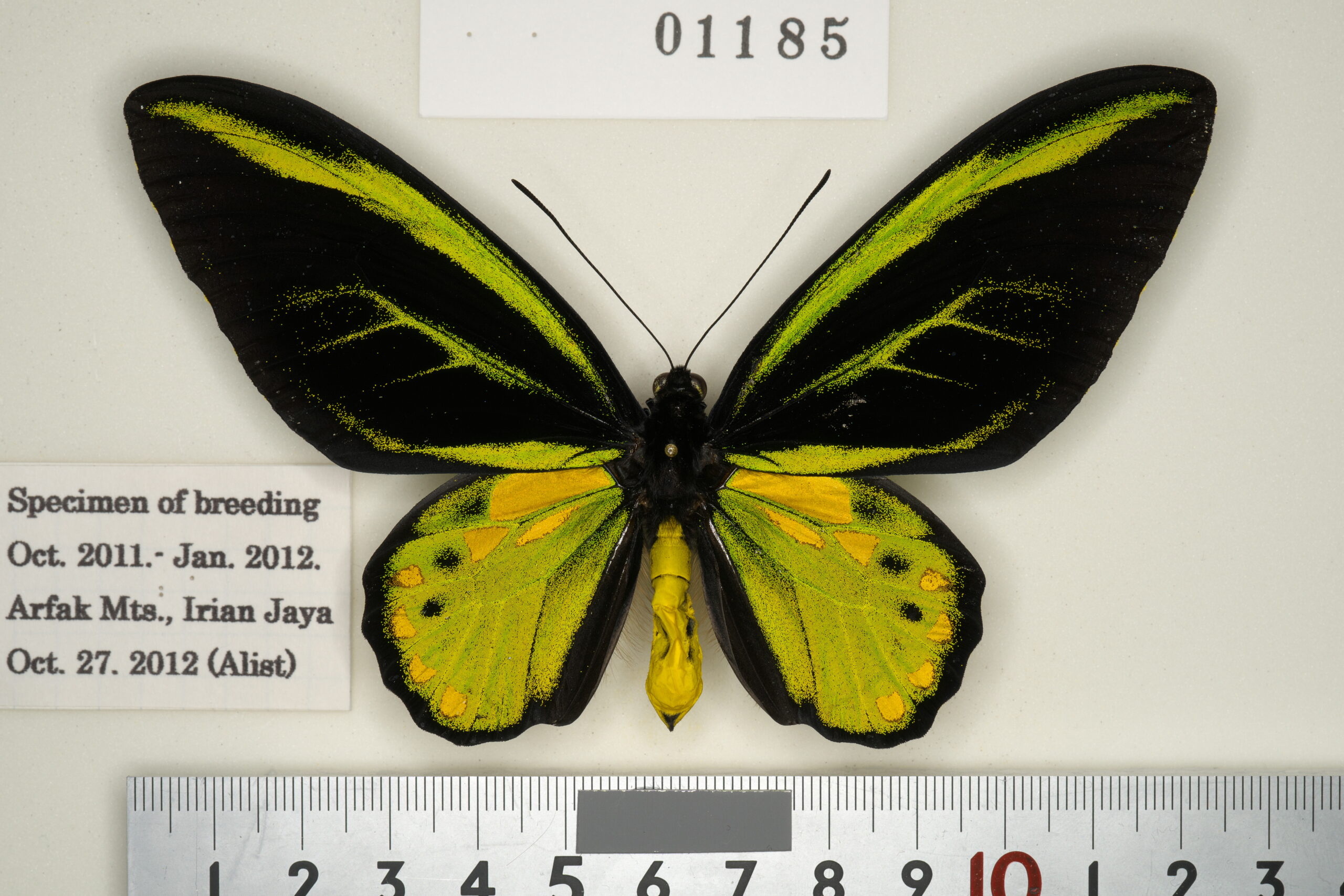 122-01185 | トリバネアゲハデジタル大図鑑（大屋崇コレクション）