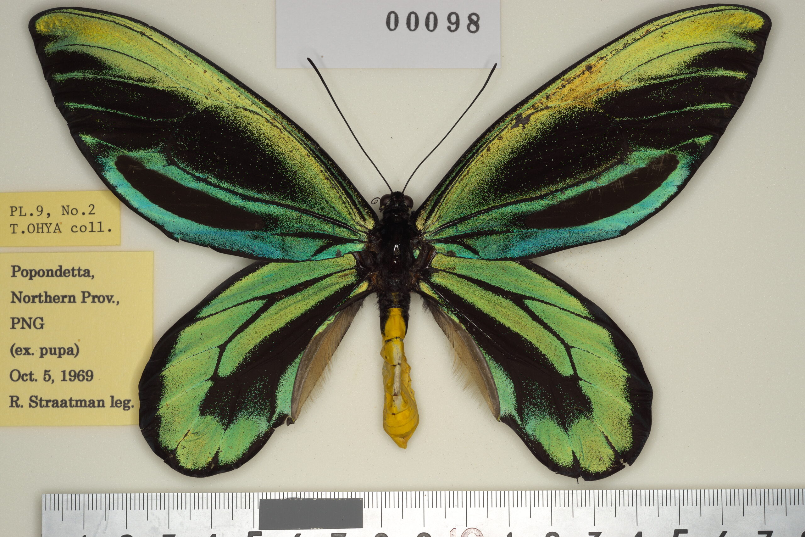 012-00098 | トリバネアゲハデジタル大図鑑（大屋崇コレクション）