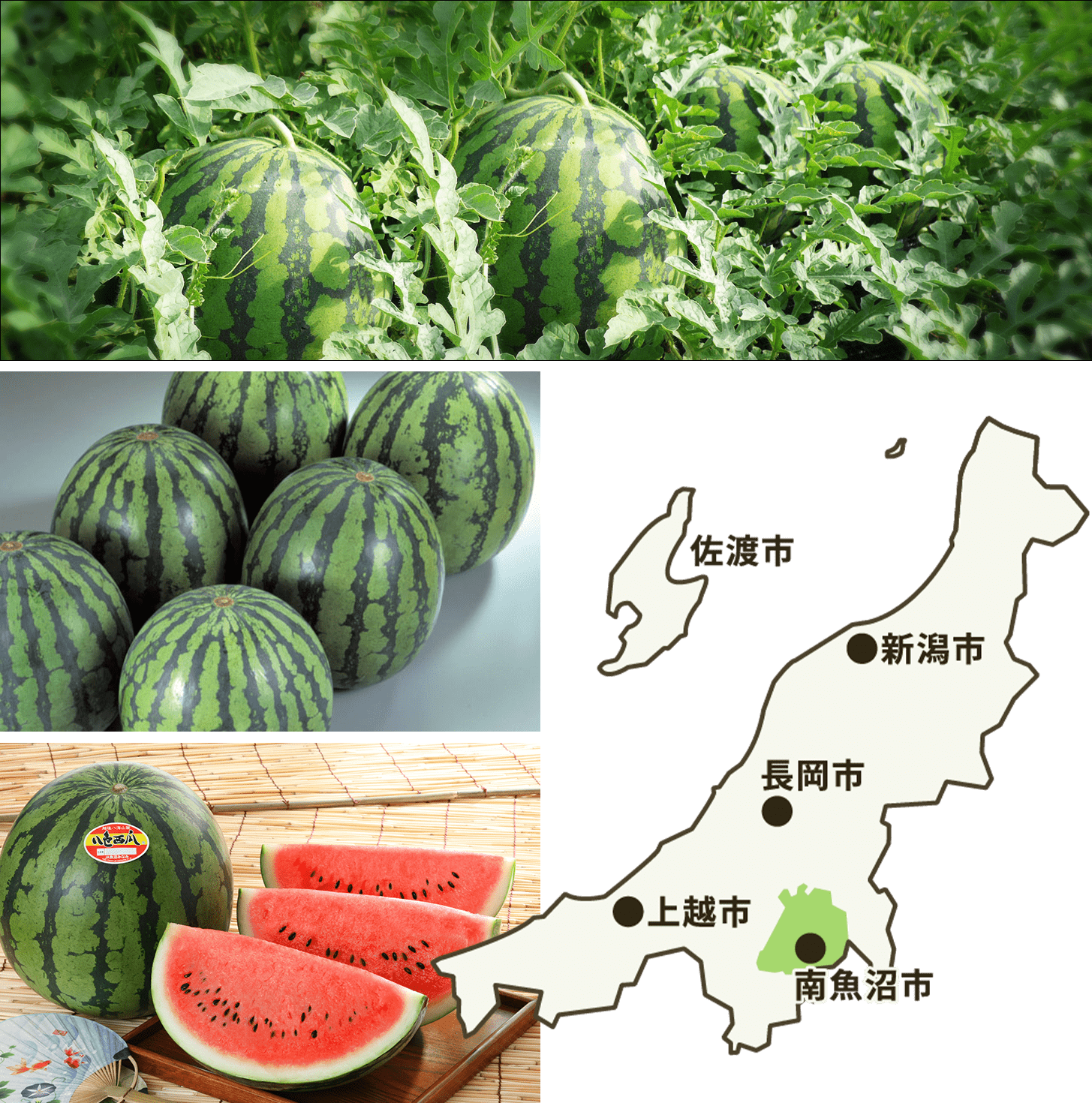 新潟青果市場「愛菜園倶楽部」｜新潟県 魚沼産 大玉西瓜【八色西瓜