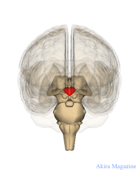 間脳のおはなし | 視床 | 視床上部 | 視床下部 | 松果体 | 脳下垂体