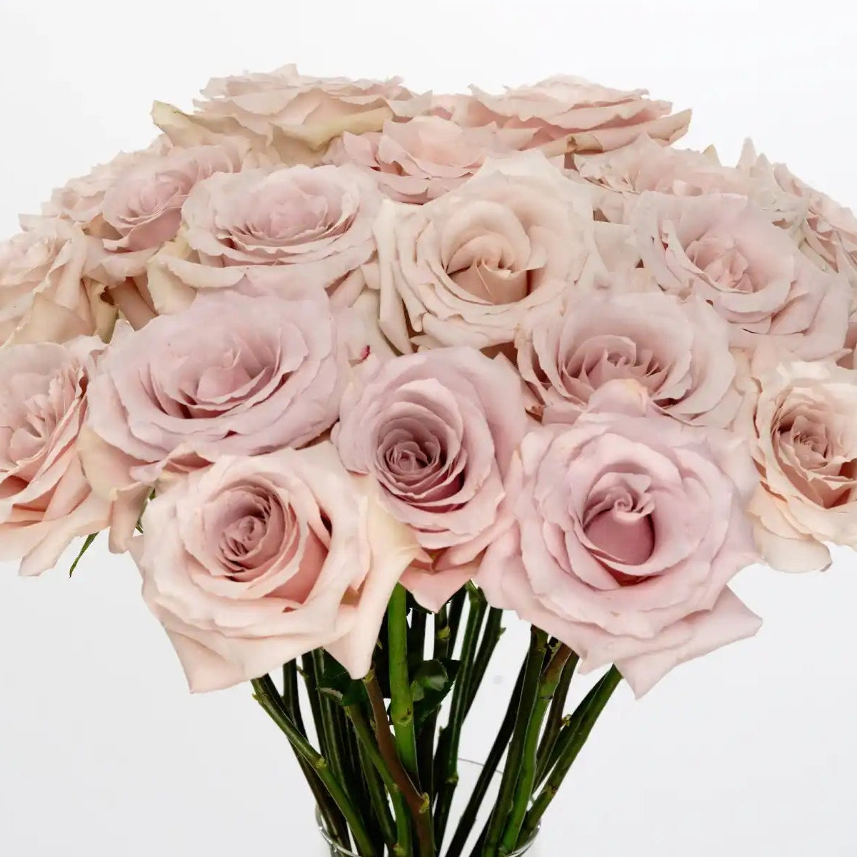 Quicksand® Pastel Pink & Soft Lavendar Rose | April & Ashley