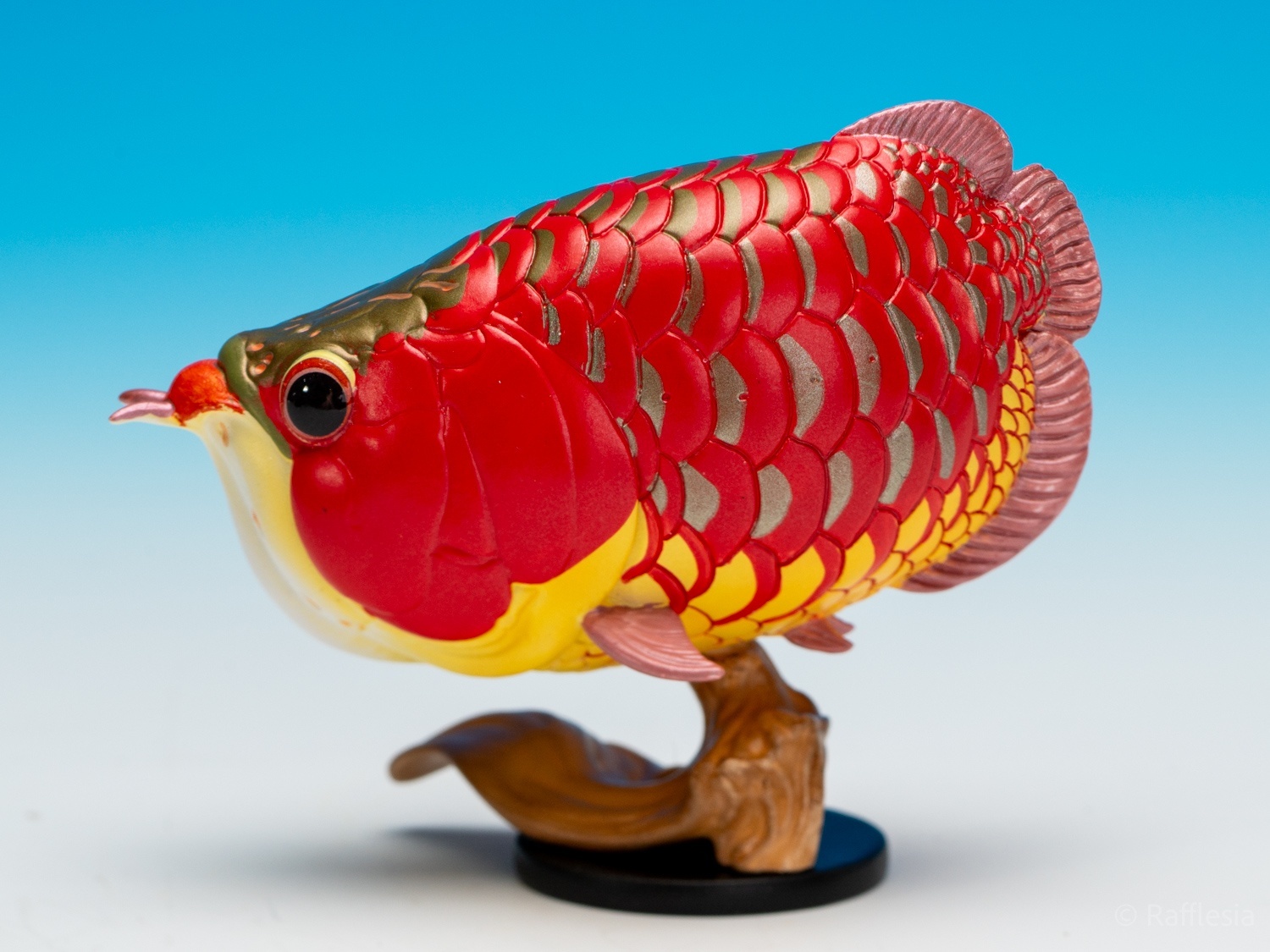 アジアアロワナ（赤）【動画あり】 - アジアアロワナ専門店ラフレシア