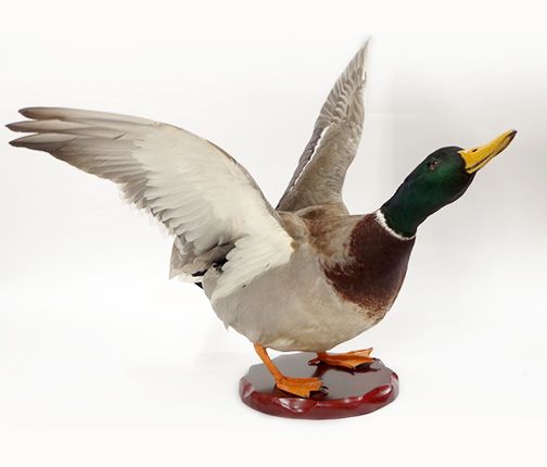マガモ羽広げ | カモ | 鳥類 | 剥製の製作・直売・レンタル・修理なら