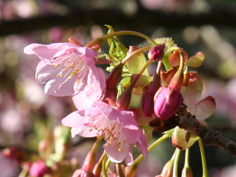 カワヅザクラ (Prunus x kanzakura cv. Kawazu-zakura)