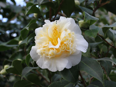 ツバキ (Camellia japonica)