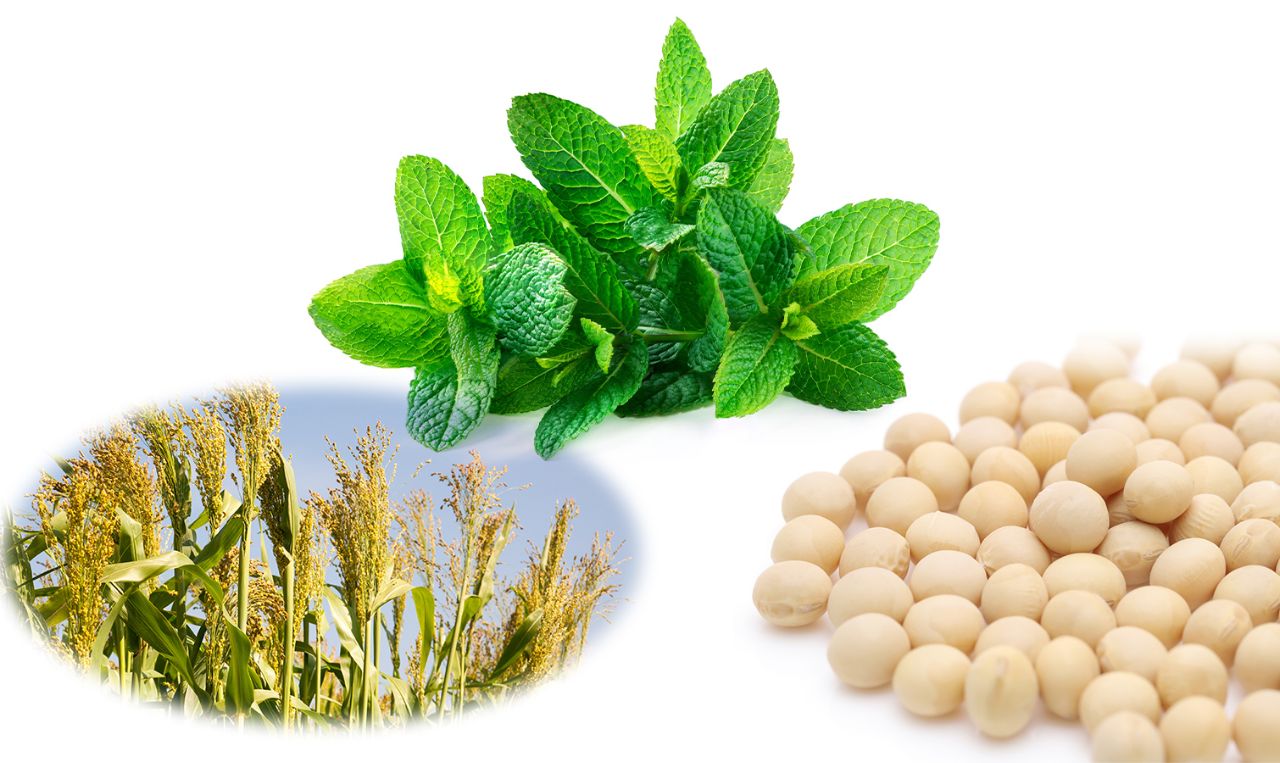 国産バストクリーム VOLCENTA | BODY's PRO