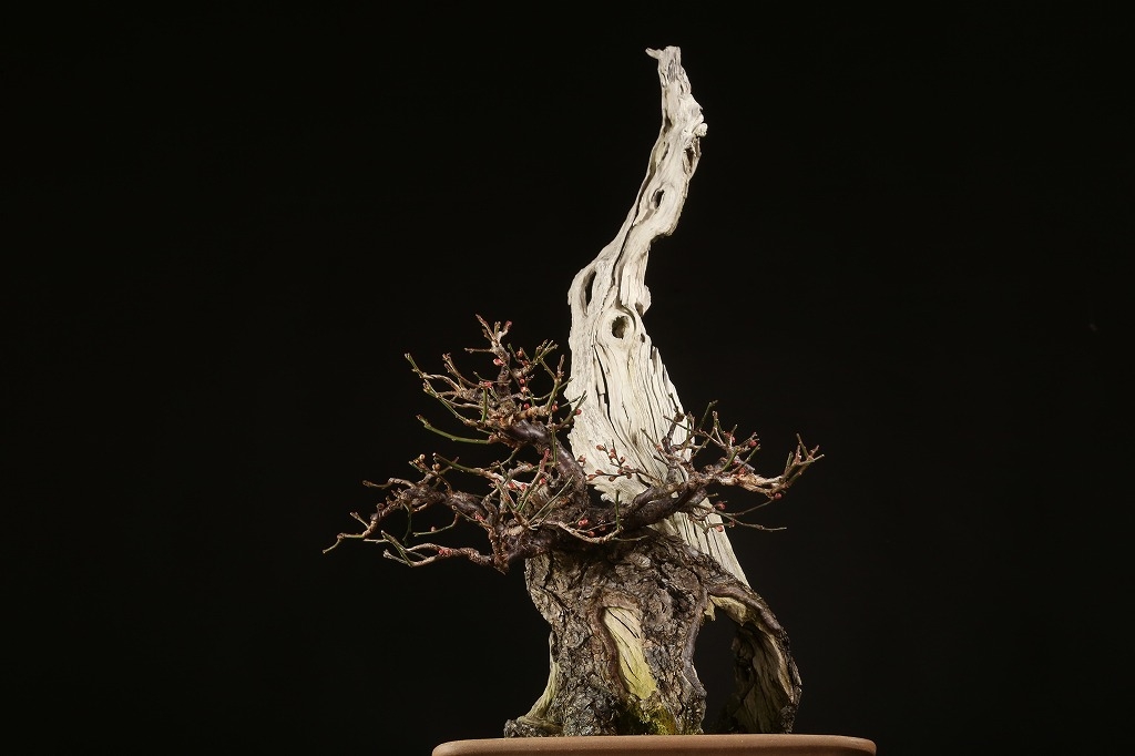 野梅（白一重咲・米良性）約100年 | 雨竹亭オンラインショップ