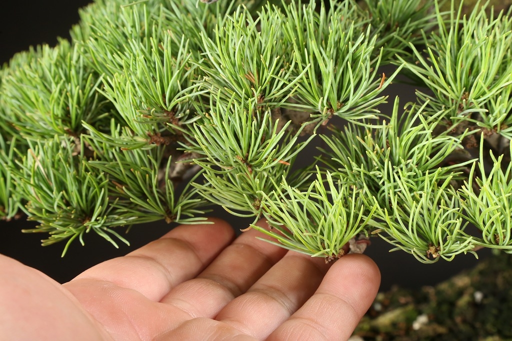 那須五葉松 約70年 | 雨竹亭オンラインショップ