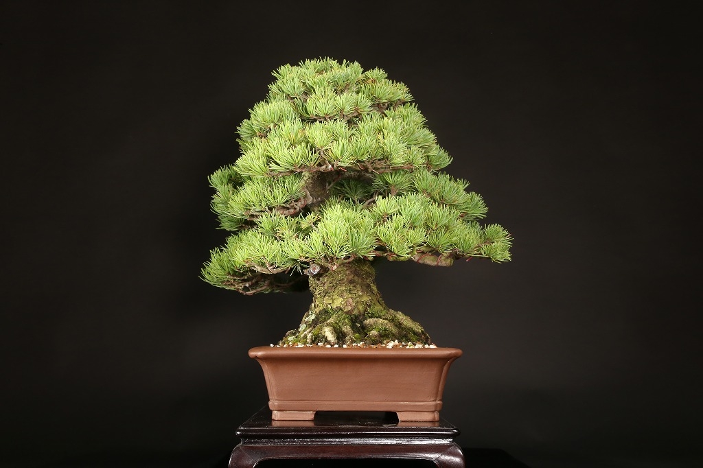 専用】那須五葉松 種 180粒 那須五葉松（樹高18cm） - 米谷大蓉園