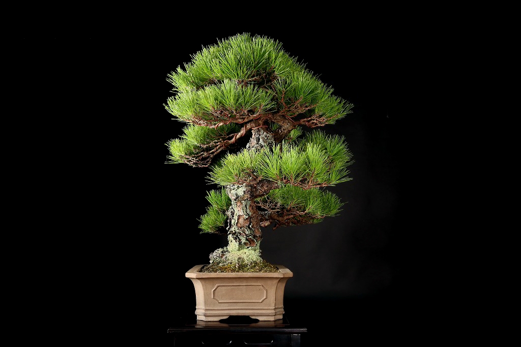 黒松 約120年 | 雨竹亭オンラインショップ