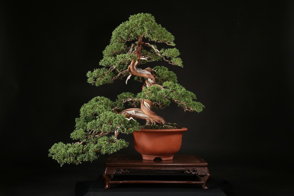 糸魚川真柏 約70年 | 雨竹亭オンラインショップ