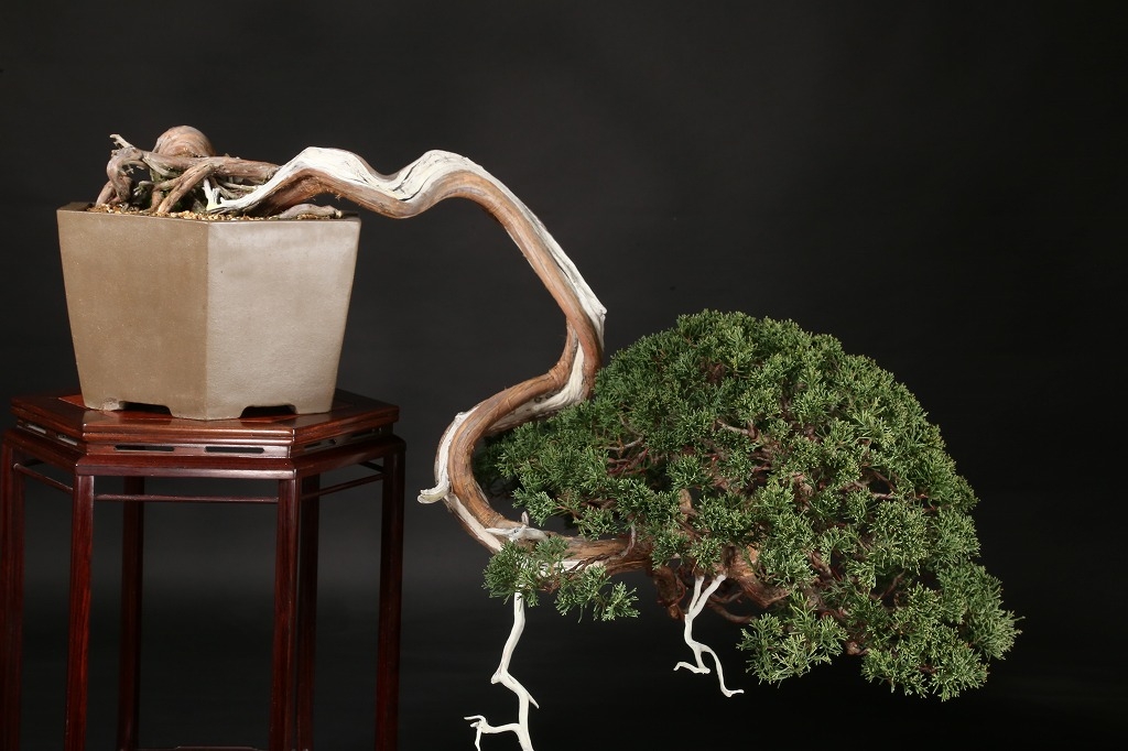 糸魚川真柏 約80年 | 雨竹亭オンラインショップ