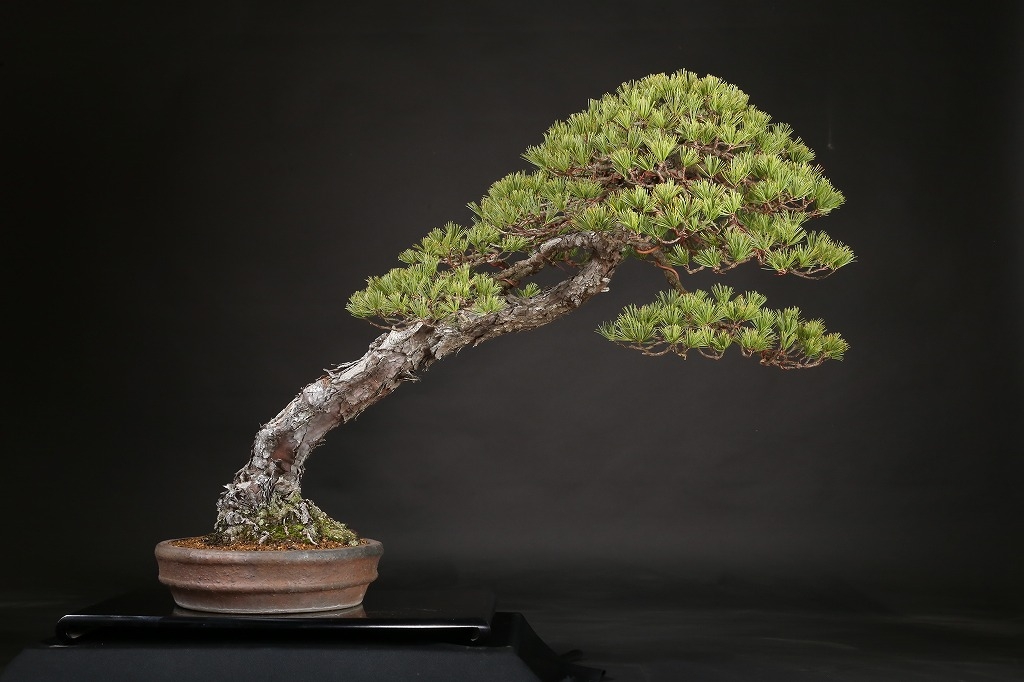 五葉松 約120年 | 雨竹亭オンラインショップ