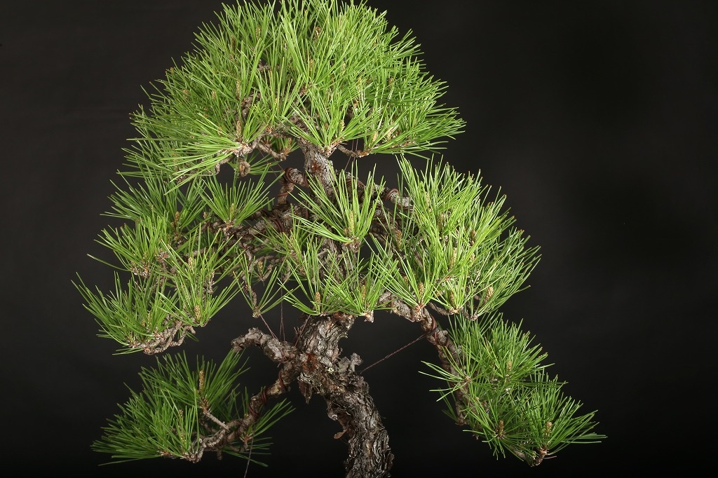 黒松 約80年 | 雨竹亭オンラインショップ