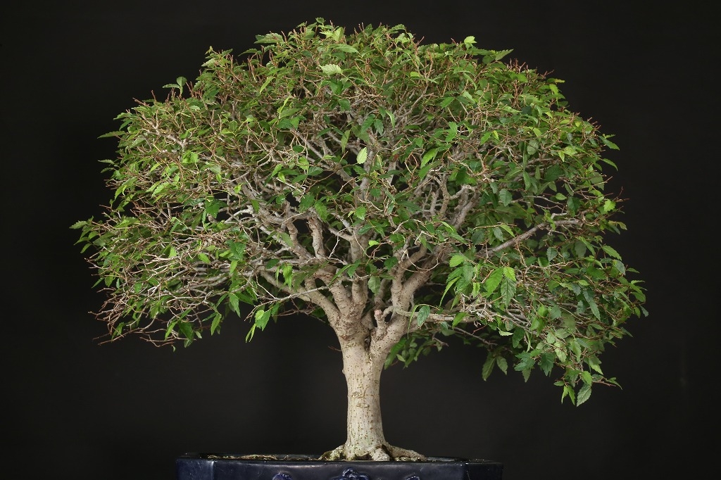 ケヤキ 約50年 | 雨竹亭オンラインショップ