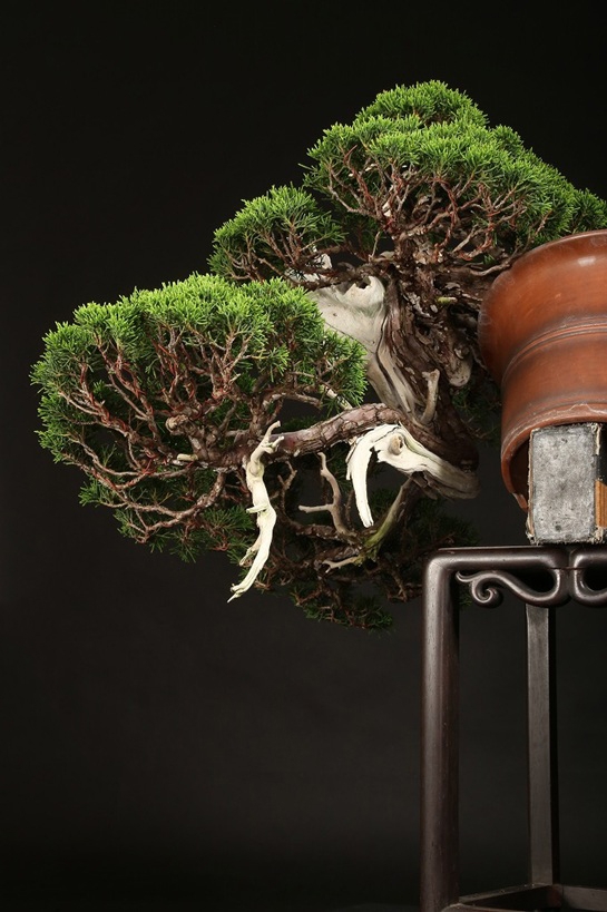 真柏 約120年 | 雨竹亭オンラインショップ