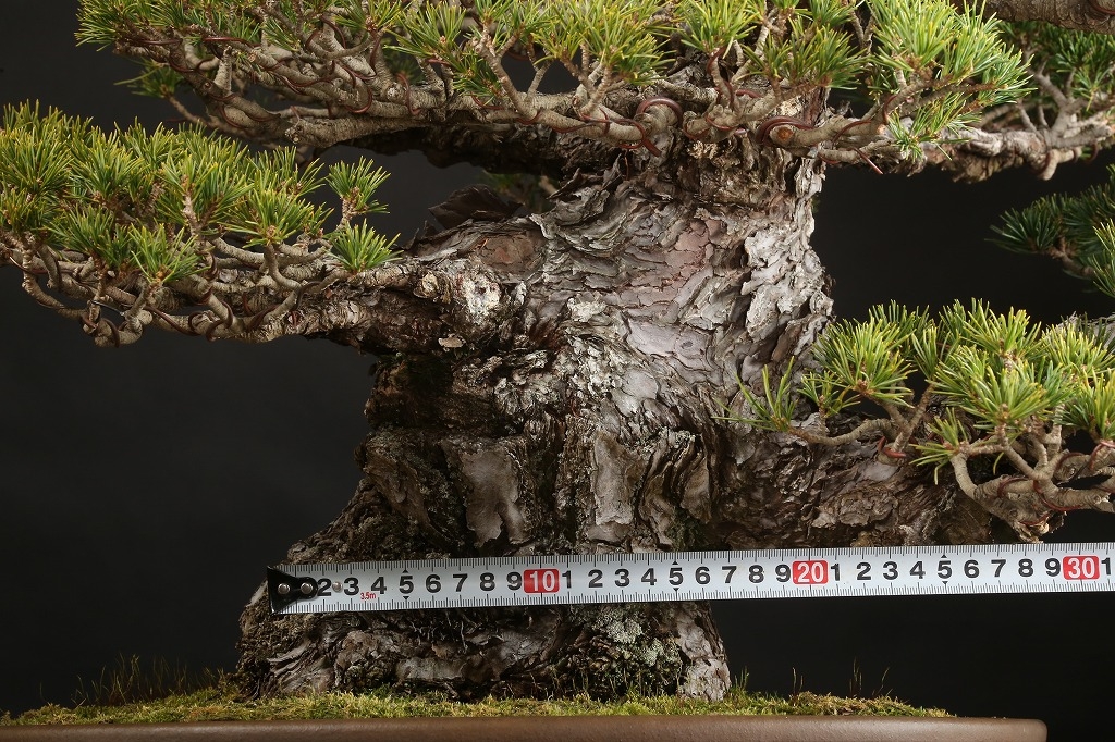 五葉松（九重）約80年 | 雨竹亭オンラインショップ