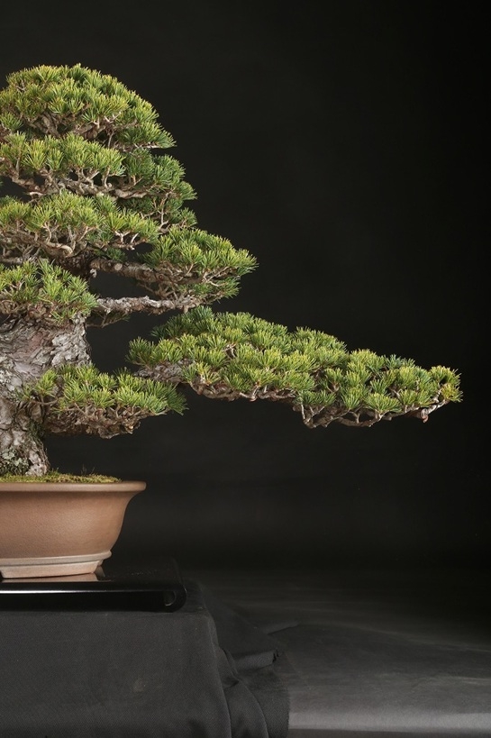 五葉松（九重）約80年 | 雨竹亭オンラインショップ