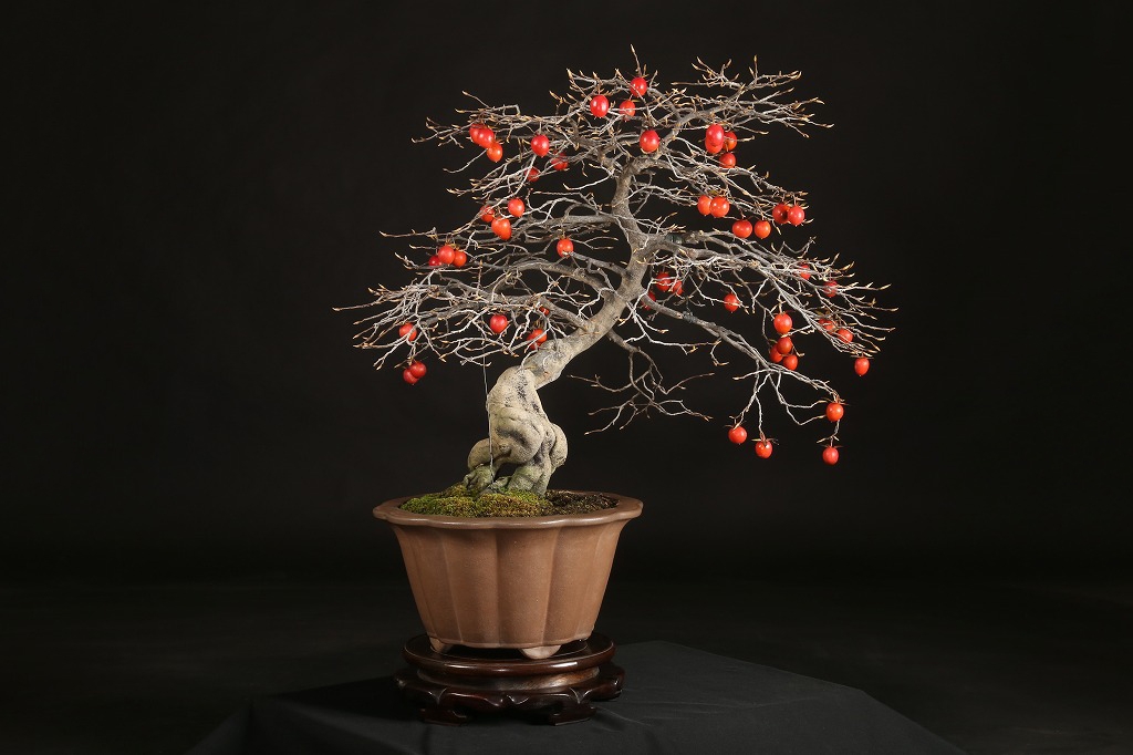 老爺柿 約70年 | 雨竹亭オンラインショップ