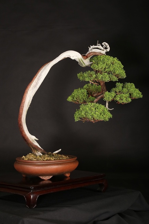 真柏 約100年 | 雨竹亭オンラインショップ