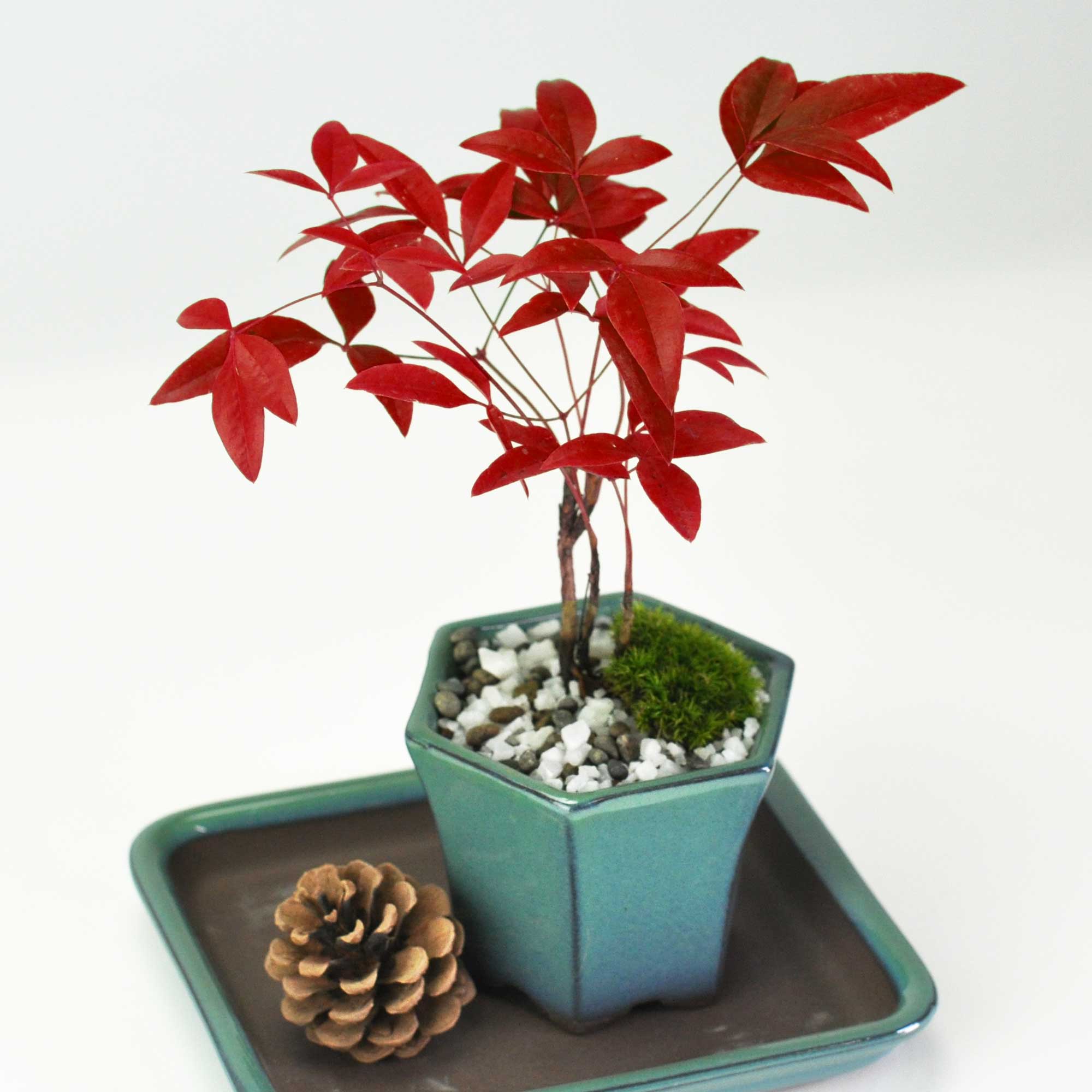 盆栽 ミニ南天寸景 六角鉢の盆栽の販売｜盆栽妙 – 盆栽妙 本店