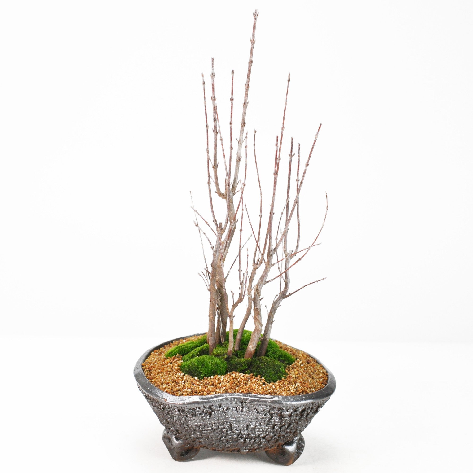 楓の寄植えの盆栽の販売｜盆栽妙 – 盆栽妙 本店