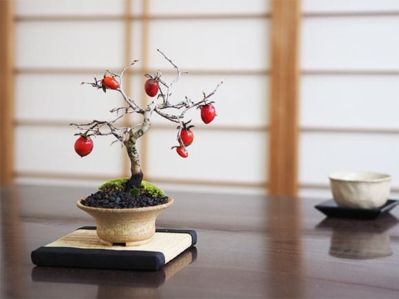 老爺柿 5年生｜盆栽妙 – 盆栽妙 本店