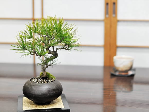 四国黒松の盆栽を販売｜入門は盆栽妙 – 盆栽妙 本店