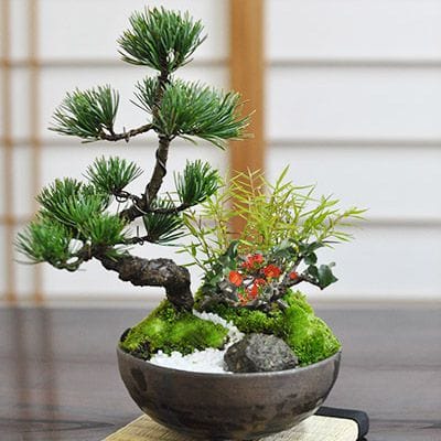 盆栽妙 はじめる盆栽専門店 趣味 ギフト 学びの盆栽総合サイト – 盆栽