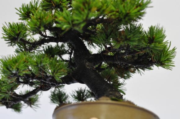 那須娘 五葉松 1点もの No.526の盆栽を販売｜通信講座は盆栽妙 – 盆栽