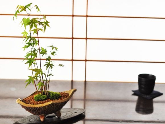 山もみじ寄せ植え 舟形山野草鉢の盆栽を販売｜入門は盆栽妙 – 盆栽妙 本店