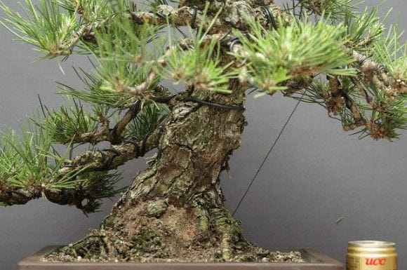 黒松 中品盆栽 樹齢30年の一点物盆栽を販売｜盆栽妙 – 盆栽妙 本店