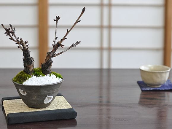 旭山桜盆栽のミニ2本立ち｜盆栽妙 – 盆栽妙 本店