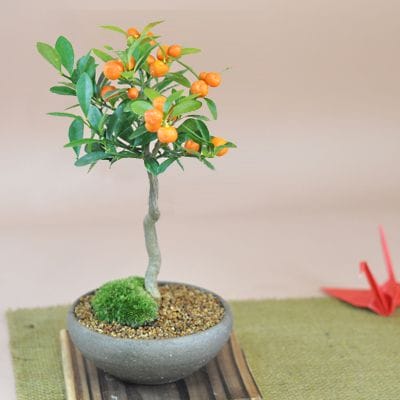 キンズ かわいい実のなる盆栽の盆栽を販売｜入門は盆栽妙 – 盆栽妙 本店