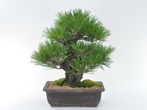 岩石性黒松の盆栽を販売｜盆栽妙 – 盆栽妙 本店