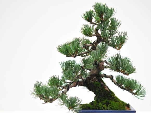 至高の小品 五葉松の盆栽を販売｜盆栽妙 – 盆栽妙 本店
