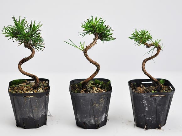 黒松小 素材 10本セットの盆栽を販売｜盆栽妙 – 盆栽妙 本店