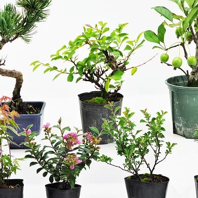 黒松小 素材 10本セットの盆栽を販売｜盆栽妙 – 盆栽妙 本店