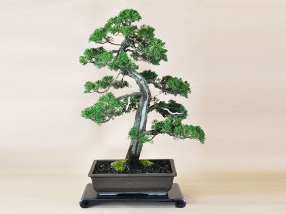 紀州真柏 威風堂々の盆栽を販売｜盆栽妙 – 盆栽妙 本店