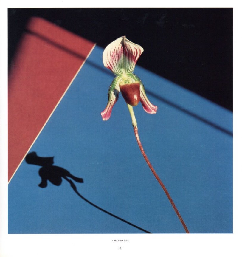 PISTILS / Robert Mapplethorpe | 小宮山書店 KOMIYAMA TOKYO | 神保町