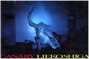 Lieko Shiga: Lilly / 写真：志賀理江子 編：後藤繁雄 AD・デザイン