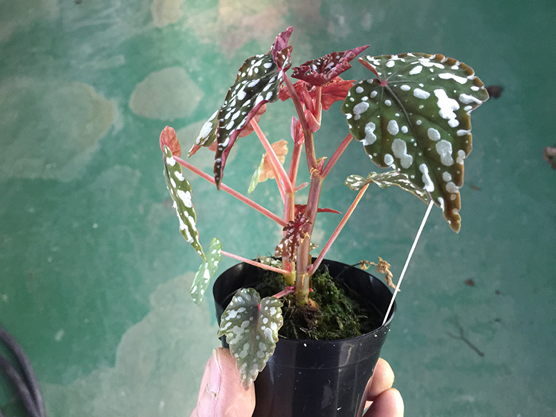 Izumonokiraboshi イズモノキラボシ – Begonia Club