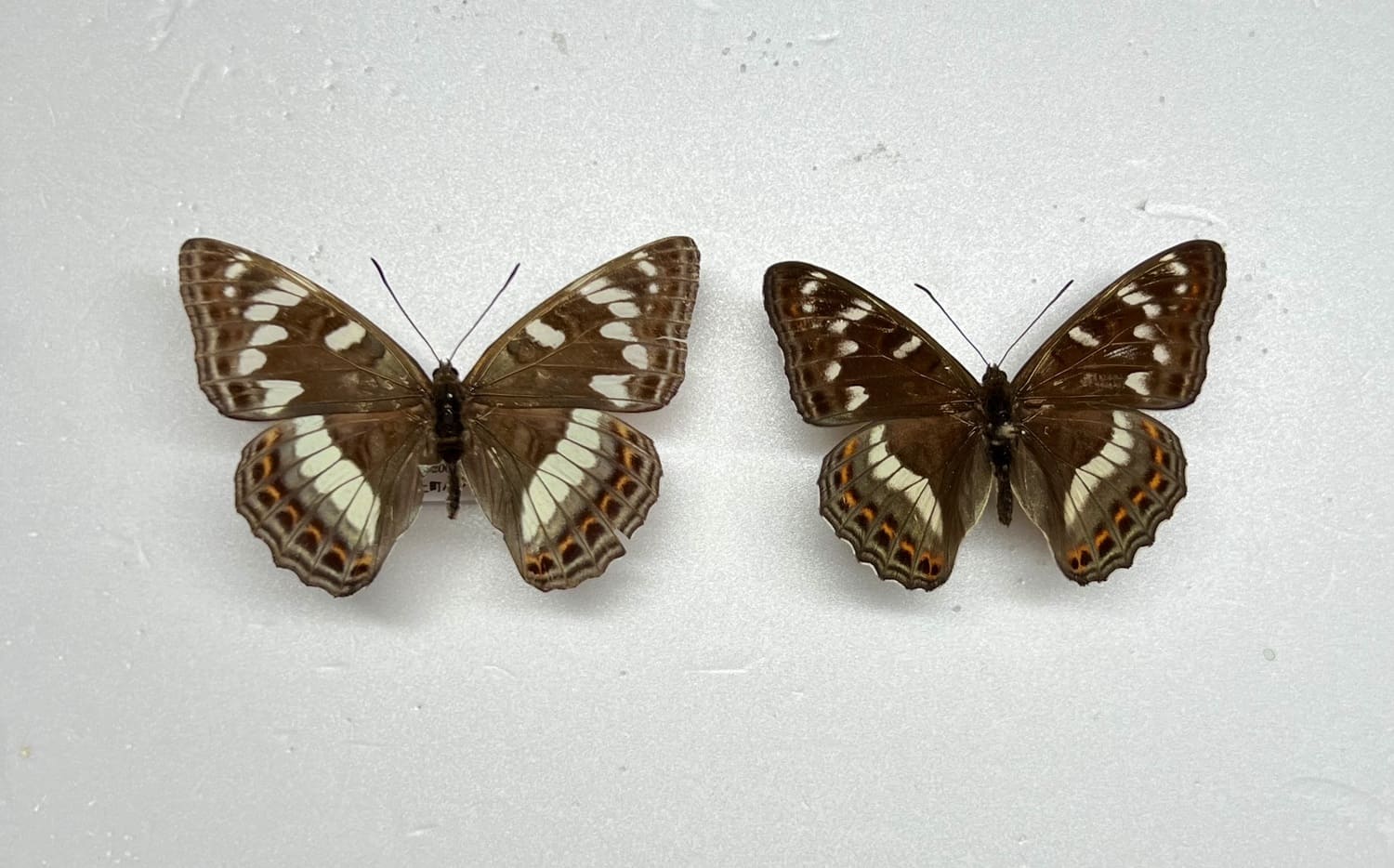 オオイチモンジを見るなら7月の北海道がおすすめ！ | 自然観察・昆虫