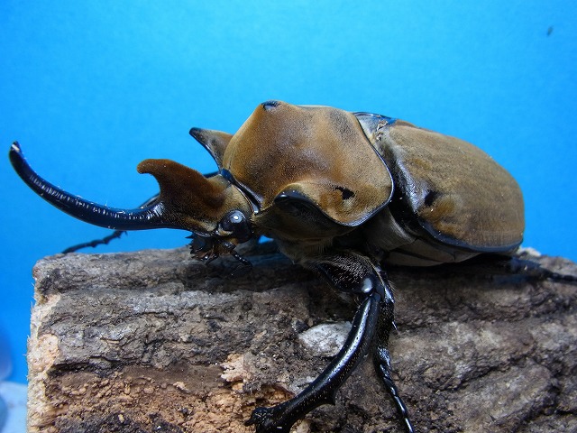 エレファスゾウカブト羽化。 BIGHORN カブト虫・クワガタムシの総合