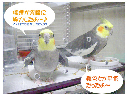 9993083【More Style】飼鳥専用恒温保温ケースCURE 鳥専門店 BIRD MORE