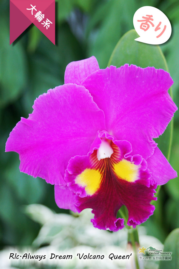 中心のイエローアイが魅力的な濃紫紅色大輪カトレア】Rlc.Always Dream