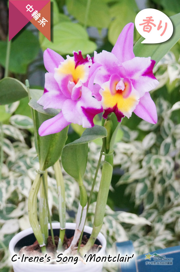 にぎやかな色彩の中輪カトレア】C.Irene's Song 'Montclair'（交配種