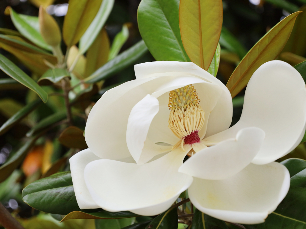 ガーデン設計室GABA｜姫路市｜加古川｜神戸｜おすすめ！おしゃれな