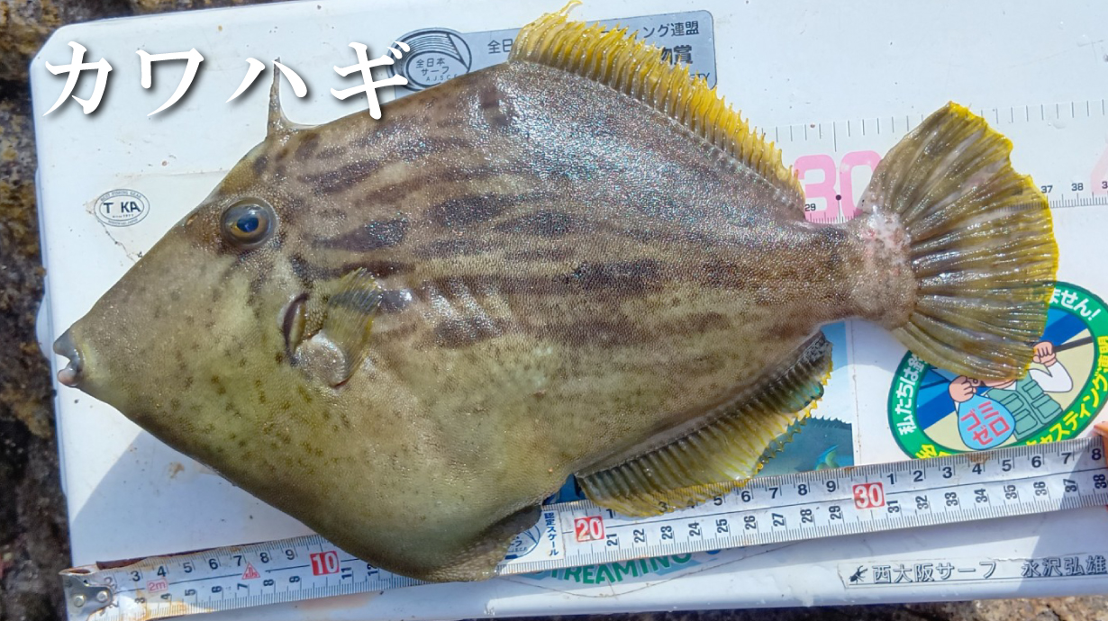 コンパクトエアベスト GM2195 | がまかつ