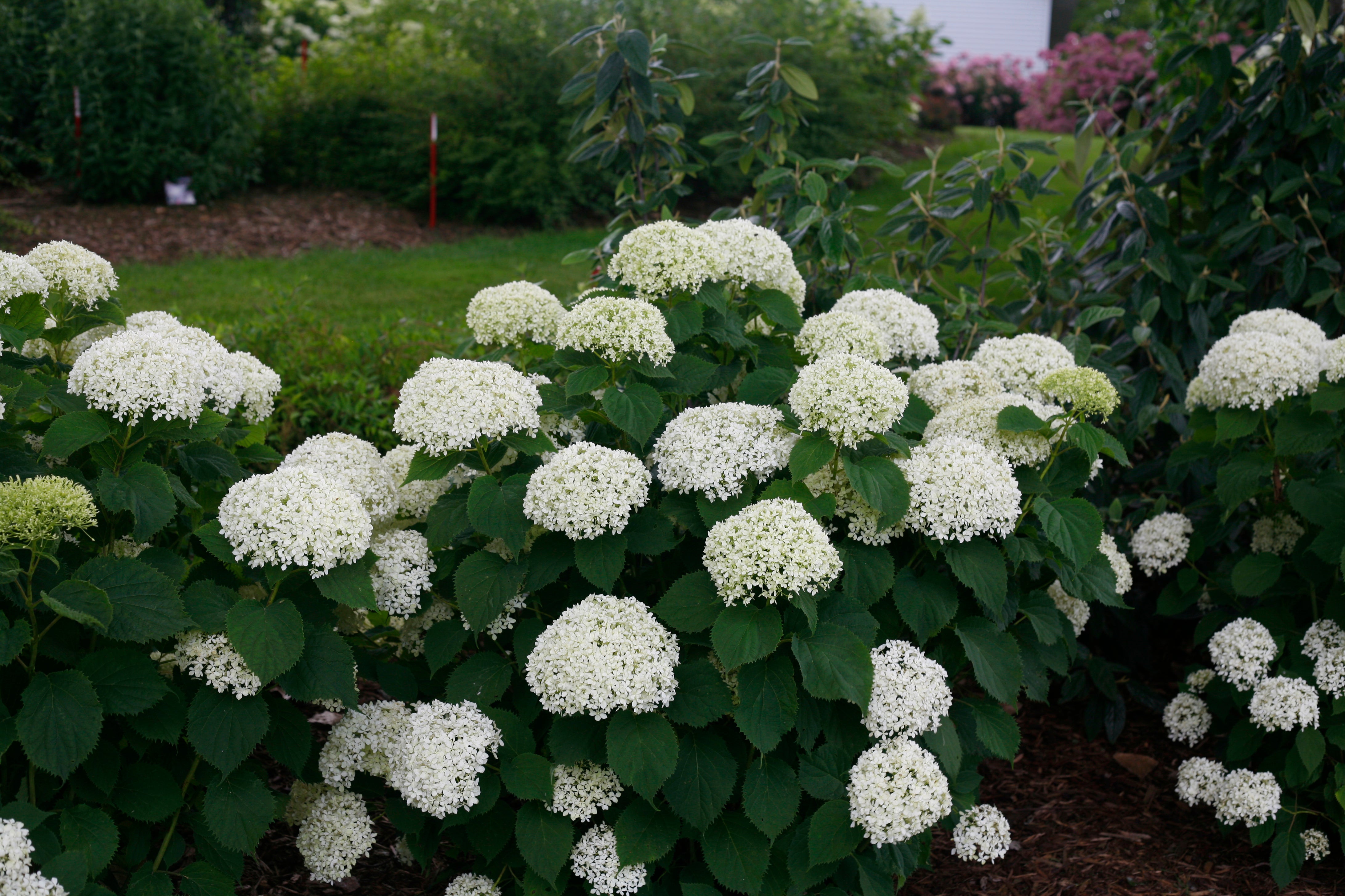 Invincibelle Limetta® Hydrangea – GardenTap